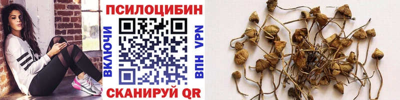 Галлюциногенные грибы Psilocybe  Вязники 